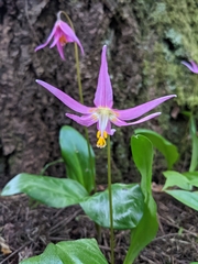 Erythronium revolutum