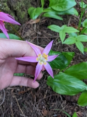 Erythronium revolutum
