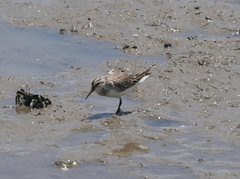 Calidris falcinellus
