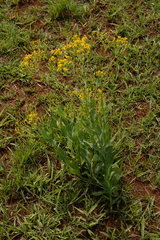 Senecio venosus