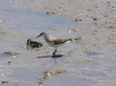 Calidris falcinellus