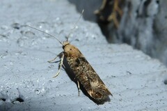 Anisoplaca acrodactyla