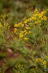 Senecio venosus