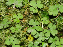 Hydrocotyle elongata
