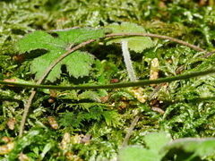 Hydrocotyle elongata