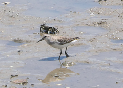 Calidris falcinellus