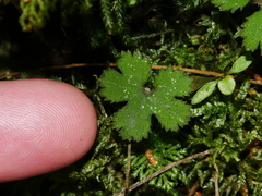 Hydrocotyle elongata