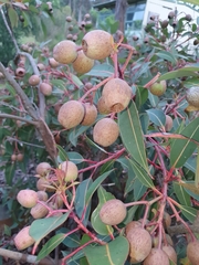 Corymbia