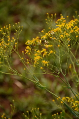 Senecio venosus