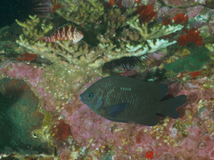 Parma oligolepis