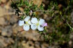 Heliophila carnosa