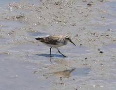 Calidris falcinellus