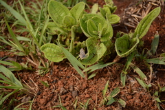 Leptotes pirithous