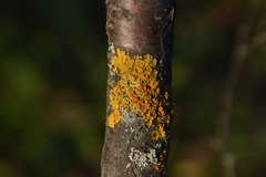 Xanthoria