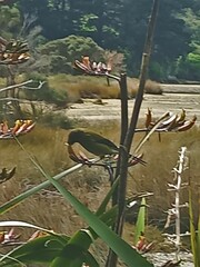 Anthornis melanura