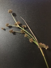Juncus holoschoenus