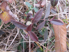 Polygala japonica