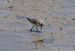 Calidris falcinellus