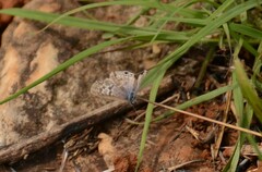 Leptotes pirithous