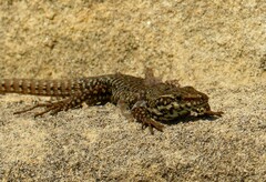 Podarcis muralis