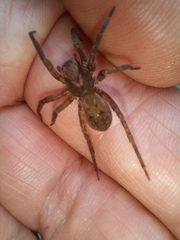 Uliodon