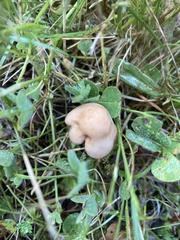 Agrocybe praecox