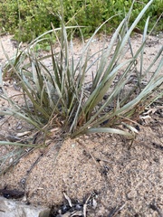 Spinifex sericeus
