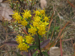 Solidago virgaurea