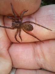 Uliodon
