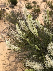 Grevillea pterosperma