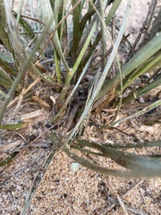 Spinifex sericeus