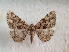 Peribatodes ilicaria