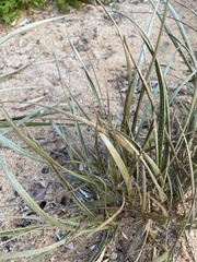 Spinifex sericeus