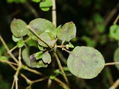 Coprosma rotundifolia