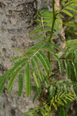 Senegalia polyacantha