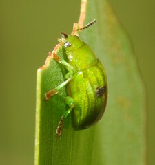 Calomela pallida