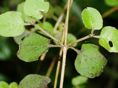 Coprosma rotundifolia