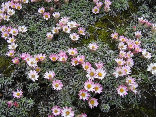 Image of Helichrysum praecurrens by (c) Duncan Brooks, some rights reserved (CC BY)