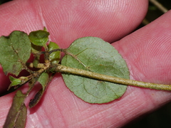 Coprosma rotundifolia