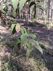 Eucalyptus tindaliae
