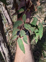 Eucalyptus tindaliae