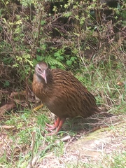 Gallirallus australis