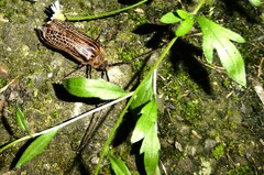 Prionoplus reticularis