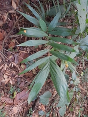 Geonoma blanchetiana