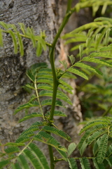 Senegalia polyacantha
