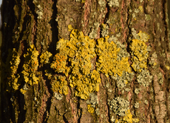 Xanthoria