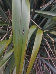 Orthoclydon praefectata