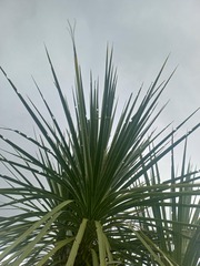 Epiphryne verriculata