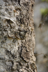 Senegalia polyacantha