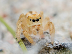 Pseudomogrus zhilgaensis